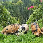 Am Herbsthof Leutschach
