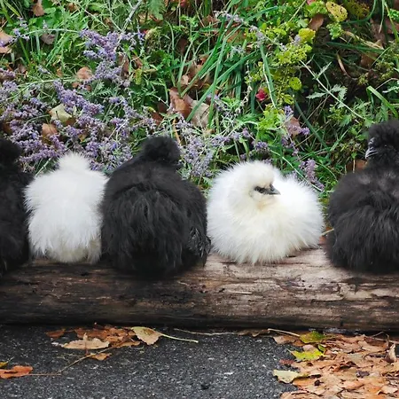 Am Herbsthof Vakantiehuis Leutschach