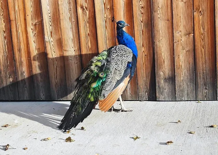 Am Herbsthof بيت للعطل